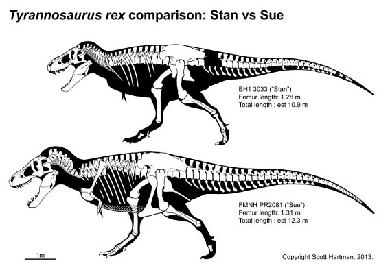 Comparison of Stan vs Sue. Stan's femur length is1.28m and his total length is estimated at 10.9m. Sue's femur length is1.31m and her total length is estimated at 12.3m